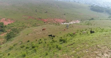 Curious cows on hill look overhead at aerial camera passes above 4K Video stock 85955492