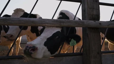 Curious Cows Inspect Camera Through Cattle Guard Cute Funny Stock Footage 140213705