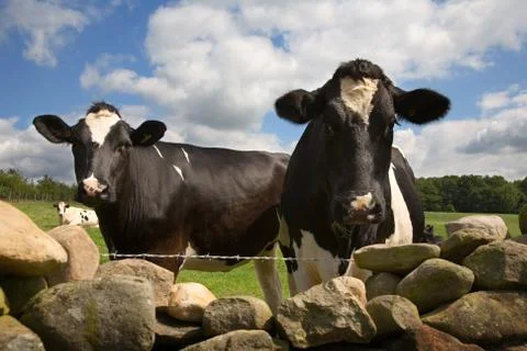 Curious cows look over wall Foto stock