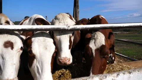 Curious cows looking into camera on dairy farm. Well-groomed kines eating hay at Stock Footage 327158648