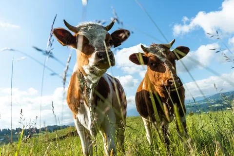 Curious cows looking at camera whle grazing on green meadow Stock Photos