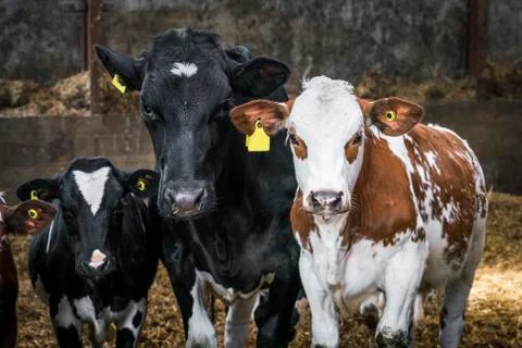 Curious cows looking at you Stock Photos