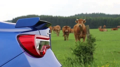 Curious cows in the meadow come and walk towards a sports car Stock Footage 171813606
