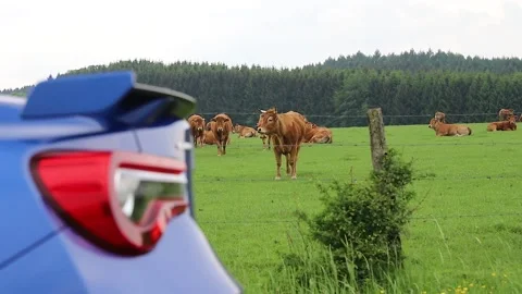 Curious cows in the meadow come and walk towards a sports car 스톡 동영상 171813610