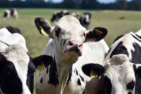 Curious Cows in a Pasture Stock Photos