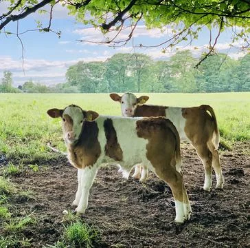 Curious cows under a tree Stock Photos