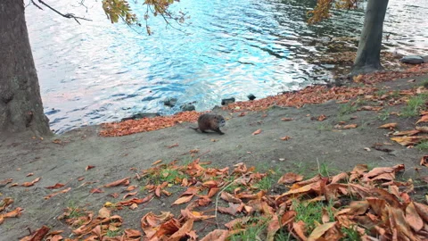 Curious Coypu carefully climbed steep slope of river bank covered with fallen Stock Footage 323236373