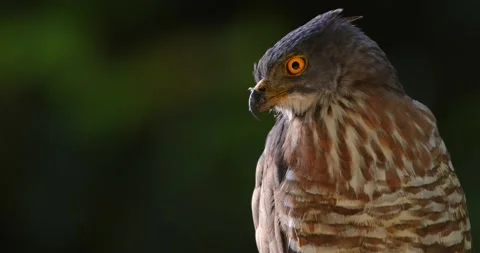 Curious crested goshawk, piercing yellow eyes, blurred forest, Stock Footage 303817829