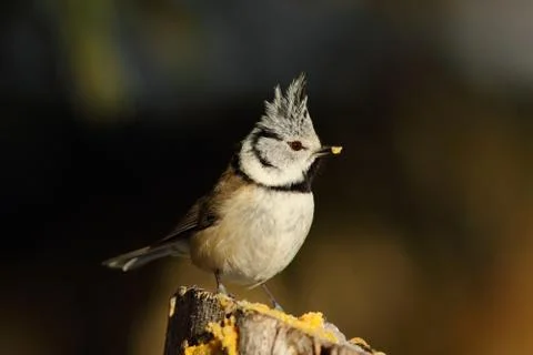 Curious crested tit Stock Photos