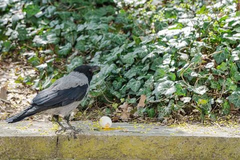 Curious Crow and Broken Egg in Urban Green Fotos de archivo
