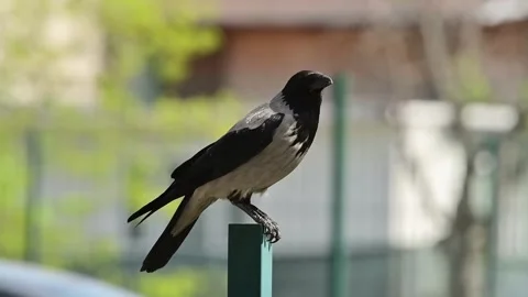 A curious crow explores its surroundings with keen eyes and clever moves, reveal Stock Footage 307054071