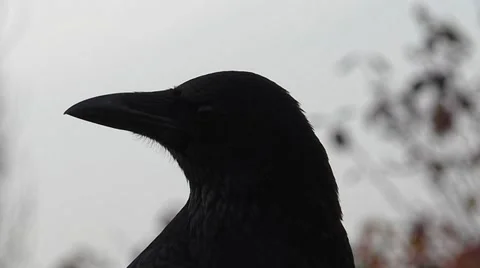 A curious crow, head shot Video stock 44234826