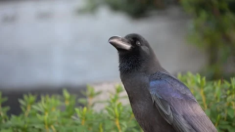 Curious crow tilting its head upwards Vídeo Stock 305512985