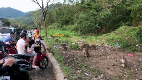 Curious crowd looking at hungry monkeys at the foot of Son Tra mountain, Da Nang Video stock 143623077