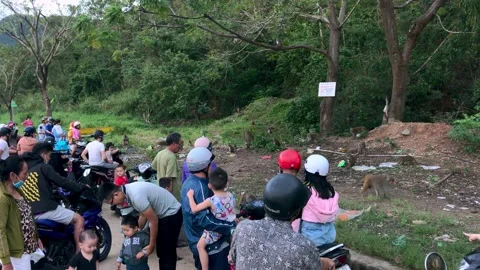 Curious crowd looking at hungry monkeys at the foot of Son Tra mountain, Da Nang Stock Footage 143623189