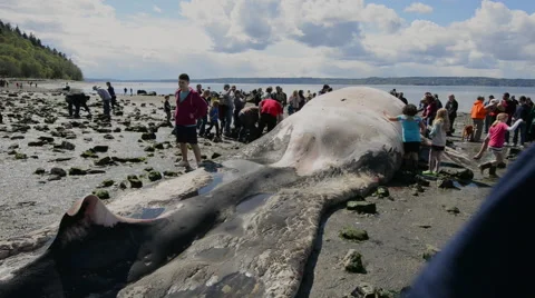 Curious crowd views beached dead whale Stock Footage 62841314
