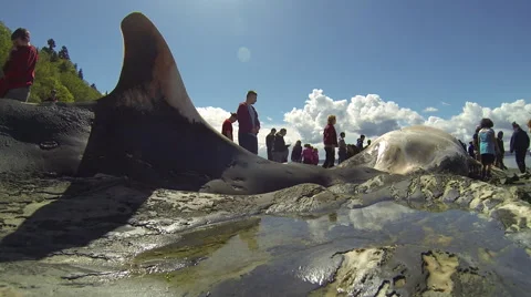 Curious crowd with whale carcass Stock Footage 62841350