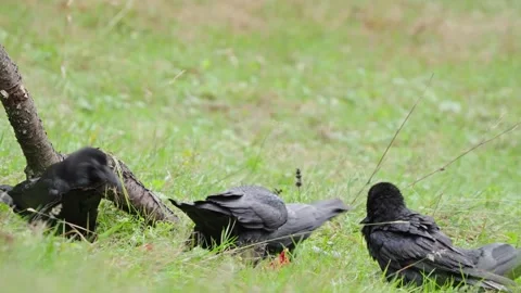 Curious Crows Foraging on Green Grass in Early Morning Light Stock-Footage 331621944