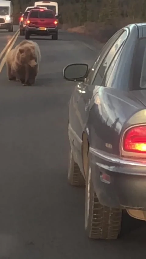 Curious Cub Peeks in Car Window, Denali National Park, Alaska, USA - 18 May 2019 Stock Footage 205218324