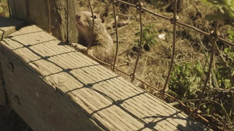 A Curious, Cute And Funny Squirrel Watching Camera Man Vídeo Stock 345757620