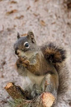 Curious cute brown squirrel,, posing at a pine tree trunk Foto stock