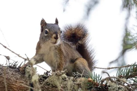Curious cute brown squirrel,, posing at a pine tree trunk Stock Photos