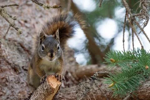 Curious cute brown squirrel,, posing at a pine tree trunk Stock Photos