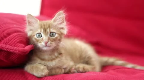 Curious Cute Cat 스톡 동영상 12712525