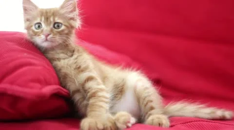 Curious Cute Cat Stock Footage 12719670