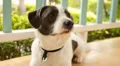 Curious Cute Dog with Clever Muzzle Relaxing Outdoors. Speed up. Close up. HD Footage