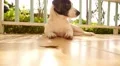 Curious Cute Dog Hunting on Little Gecko. HD Footage