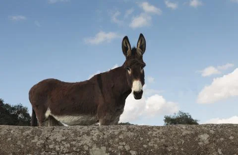 Curious cute donkey looking down at camera Stock Photos