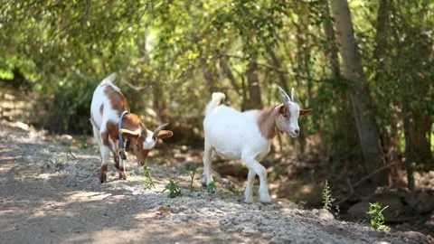 Curious cute free range baby goats walking in the woods Stock Footage 320986851