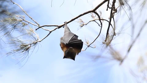 Curious, cute fruit bat hanging from tree in Australia Stock Footage 114785475