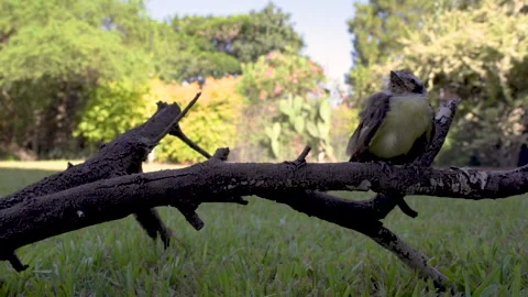 Curious cute little bird sitting on branch looking around at  what is Stock Footage 149132862