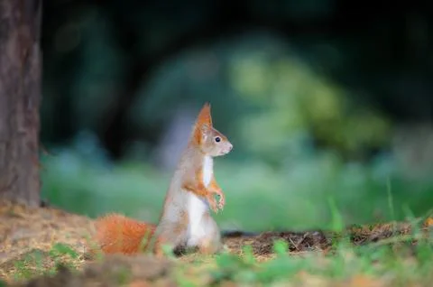 Curious cute red squirrel looking right in autumn forest ground Stockfoto's
