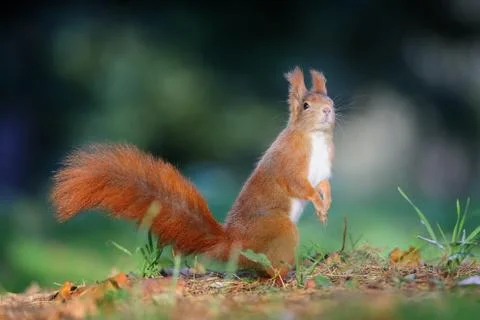 Curious cute red squirrel looking right in autumn forest ground Stock Photos