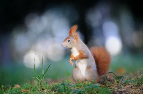 Curious cute red squirrel looking right in autumn forest ground 스톡 사진