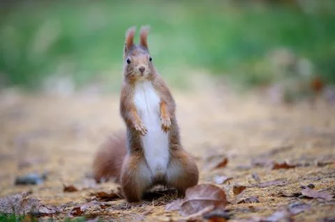 Curious cute red squirrel standing in autumn forest ground Stock Photos