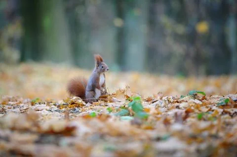 Curious cute red squirrel standing in autumn forest ground 스톡 사진