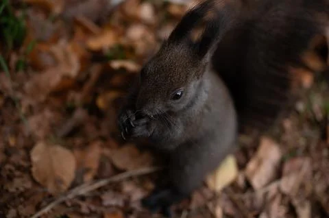 Curious cute squirrel Stock Photos