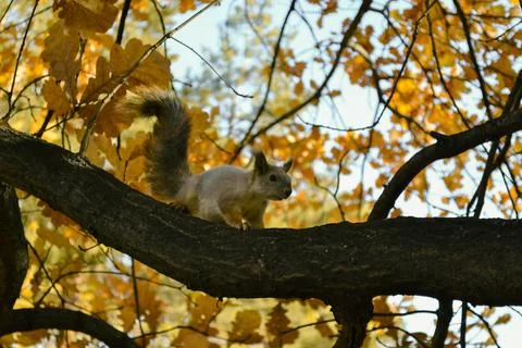 Curious cute squirrel sits on a branch of an autumn tree Stock-Fotos