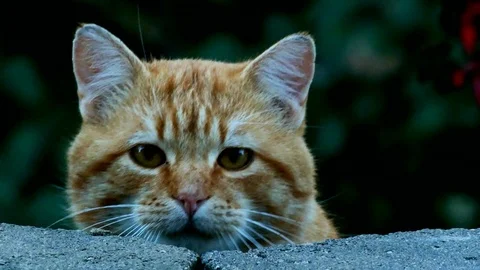 Curious Cute Tabby Cat cautiously stares over wall at the close camera Stock Footage 97136121
