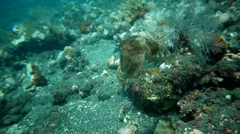 A curious Cuttle Fish Stock Footage 45176800