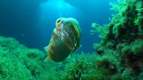 Curious Cuttlefish Video stock 96857678