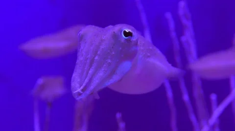 Curious cuttlefish looks into the camera 스톡 동영상 59337387