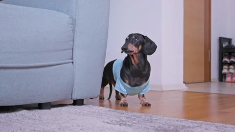 Curious dachshund in blue sweater exploring living room with playful intent Stock Footage 311785583