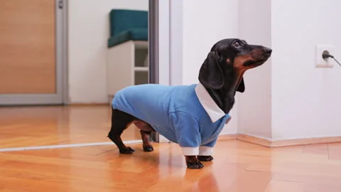Curious dachshund in blue sweater exploring bright indoor space Stock Footage 313460009