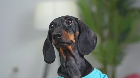 Curious dachshund in blue sweater glances around in bright indoor setting Stock Footage 310972053