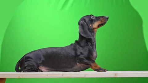 Curious dachshund exploring movement against bright green background Stock Footage 311031830